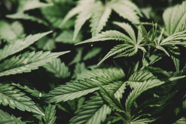 Ot ilacı yaprağı. Kenevir ekimi. Doğal bitki saksısı. Kenevir bitkisi. İndika çiçeği yetiştir. Marihuana ekimi. Yeşil arkaplan.