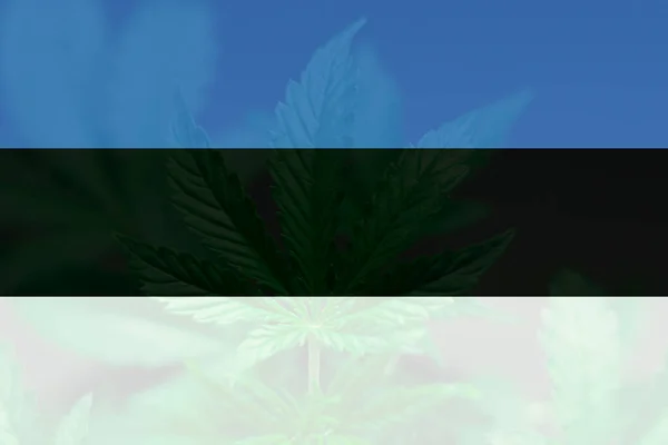 Medicinsk Cannabis Estland Avkriminalisering Ogräs Estland Marijuanablad Estlands Flagga Cannabislegalisering — Stockfoto
