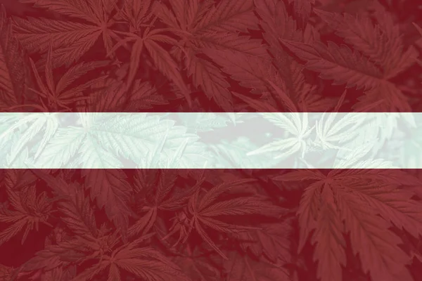 Cannabislegalisering Lettland Medicinsk Cannabis Lettland Marijuanablad Lettlands Flagga Avkriminalisering Ogräs — Stockfoto