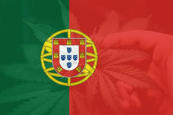 Orvosi Kannabisz Portugáliában Kannabisz Legalizáció Portugáliában Kannabisz Marihuána Levél Portugália Stock Fotó