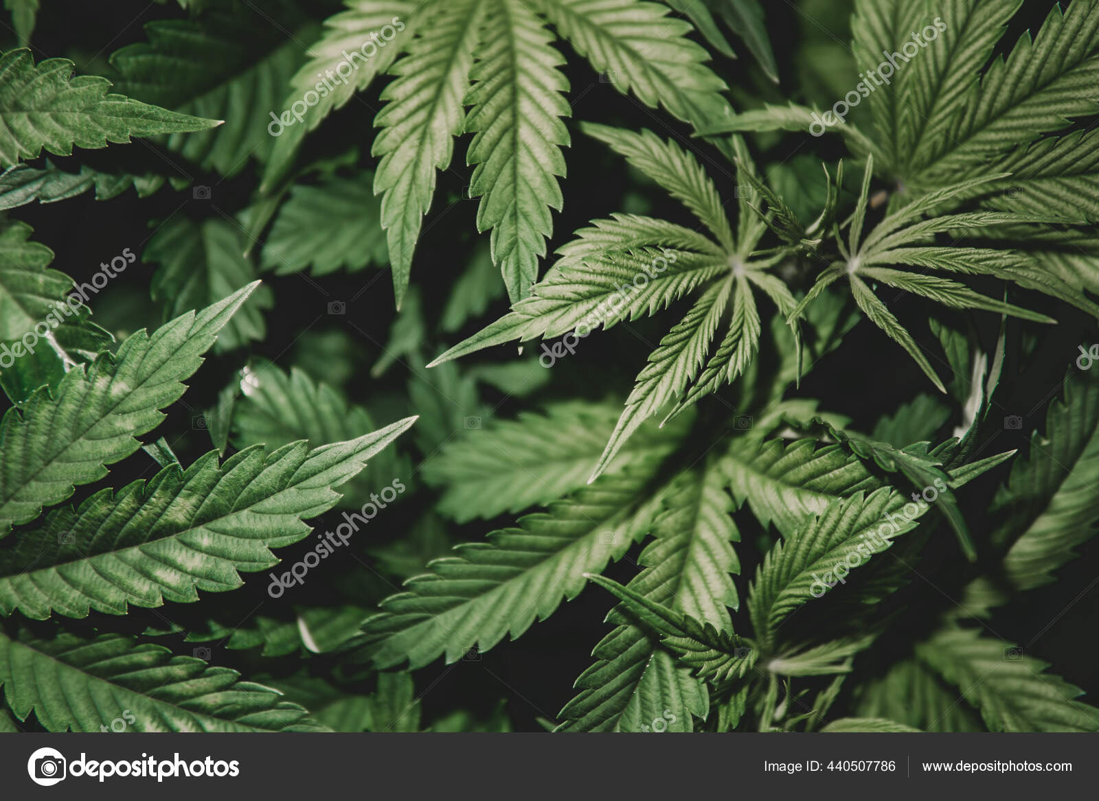 成长的征状开花绿色背景大麻种植杂草的药叶天然药壶大麻种植大麻植物 图库照片 C Cendeced 成长的征状开花绿色背景大麻种植杂草的药叶天然药壶大麻种植大麻植物 图库照片 C Cendeced