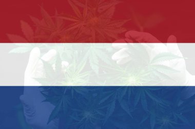 Hollanda bayrağında kenevir marihuana yaprağı. Hollanda 'da otun minimalizasyonu. Hollanda 'da esrar yasallaştırma. Hollanda 'da tıbbi esrar.