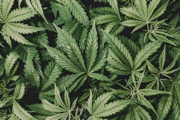Fundo Verde Folha Erva Medicinal Crescer Floração Indica Cultivo Marijuana — Fotografia de Stock