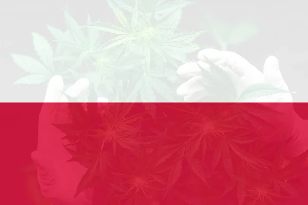 Medicinsk Cannabis Polen Cannabislegalisering Polen Marijuanablad Polens Flagga Avkriminalisering Ogräs — Stockfoto