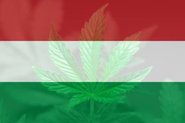 Macaristan 'da esrarın yasallaştırılması. ABD 'de ot arındırma. Macaristan bayrağında kenevir marihuana yaprağı. Macaristan 'da tıbbi esrar.
