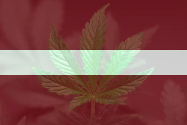 Marijuanablad Lettlands Flagga Avkriminalisering Ogräs Lettland Cannabislegalisering Lettland Medicinsk Cannabis — Stockfoto