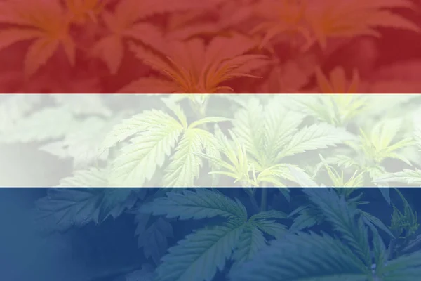 Legalização Cannabis Nos Países Baixos Folha Maconha Cannabis Bandeira Holanda — Fotografia de Stock