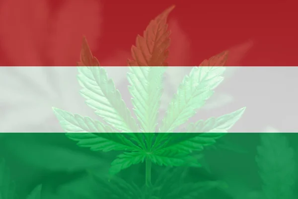 Cannabislegalisering Ungern Ogräsavkriminalisering Usa Marijuanablad Ungerns Flagga Medicinsk Cannabis Ungern — Stockfoto