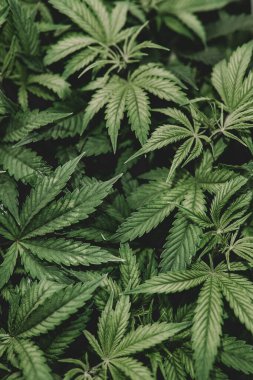 Kenevir ekimi. Doğal bitki saksısı. Kenevir bitkisi. İndika çiçeği yetiştir. Marihuana ekimi. Yeşil arka plan. Ot ilacı yaprağı.