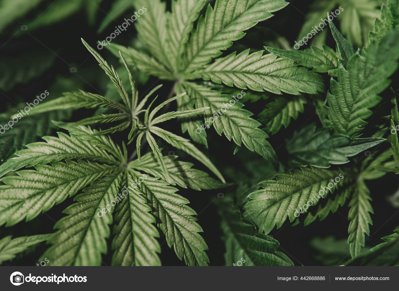 天然药壶杂草的药叶成长的征状开花大麻种植大麻植物大麻种植绿色背景 图库照片 C Cendeced 天然药壶杂草的药叶成长的征状开花大麻种植大麻植物大麻种植绿色背景 图库照片 C Cendeced