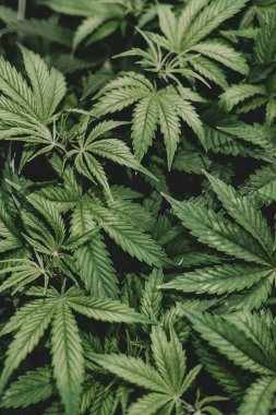 Yeşil arka plan. Ot ilacı yaprağı. Kenevir ekimi. Doğal bitki saksısı. Kenevir bitkisi. İndika çiçeği yetiştir. Marihuana ekimi.