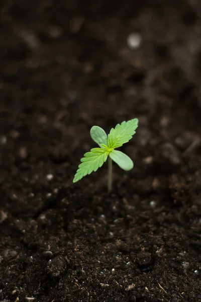 Крытый марихуана для медицинских целей красивые посажены в землю на солнце eceptions выращивания фон — стоковое фото