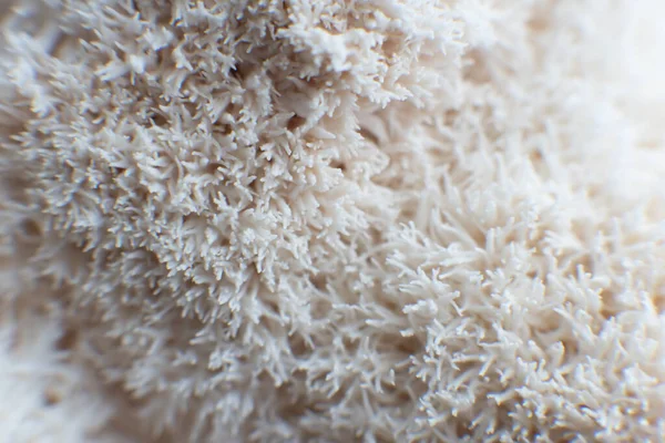 Fungo Hericium erinaceus. funghi — Foto Stock