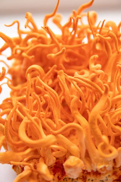 Cordyceps Askeri mantarı. Dikey çekim. Taze Cordyceps. İnsan Sağlığı Mantarları.