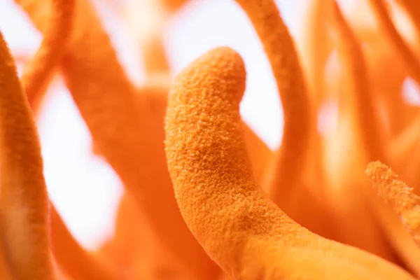 Mantar insan sağlığı. Cordyceps Askeri Mantar Macro. Adenozin ile Cordyceps Tedavisi