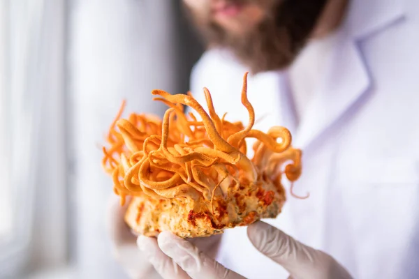 Cordyceps Militaris mushroom in hand. Fresh Cordyceps. Cordycepin Using . White background . — Stock Photo, Image