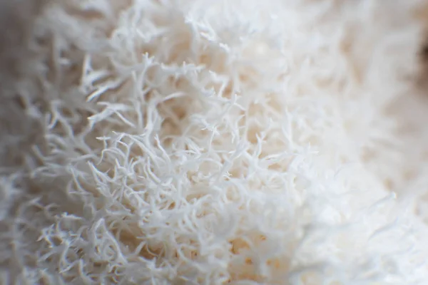 Lion Mane Mushroom head mushroom, bearded tooth fungus