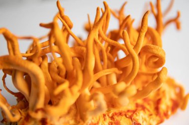 Adenozin tedavisi. Beyaz arka plan. Kordycepin kullanma konsepti. İnsan Sağlığı Mantarları. Taze Cordyceps. Askeri mantar..