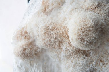 Hericium erinaceus mantarı. mantarlar