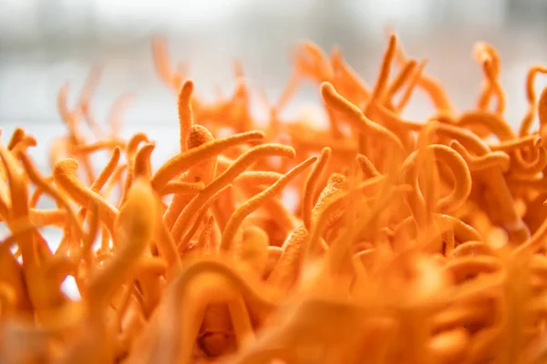 Cordycepin kullanılıyor. Taze Cordyceps Cordycepin. Mantar insan sağlığı. Adenozin ile Cordyceps Tedavisi.