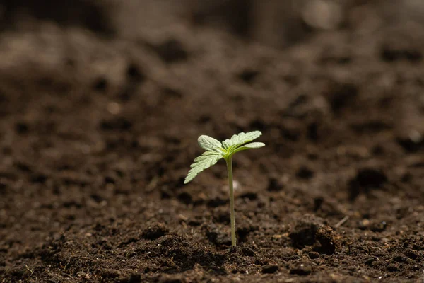 Uma pequena planta fechar-se bonita plantada no chão no sol ecepções de cultivo um fundo — Fotografia de Stock