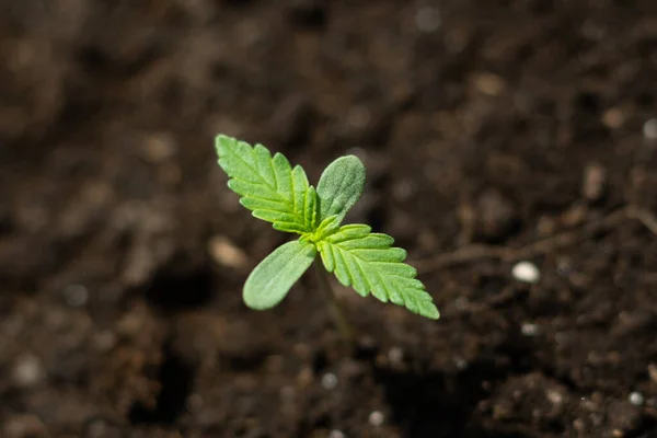 Mudas de cannabis na fase de ecepções de vegetação de cultivo um fundo — Fotografia de Stock