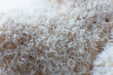 Hericium erinaceus mantarı (maymun kafası mantarı, sakallı diş mantarı, kirpi mantarı, ponpon, aslan yelesi mantarı))