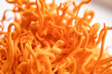 Cordycepin kullanılıyor. Beyaz arka plan. Cordyceps Askeri mantarı. Cordycepin kullanılıyor. İnsan Sağlığı Mantarları. Adenozin ile kordiseps tedavisi. Taze Cordyceps.