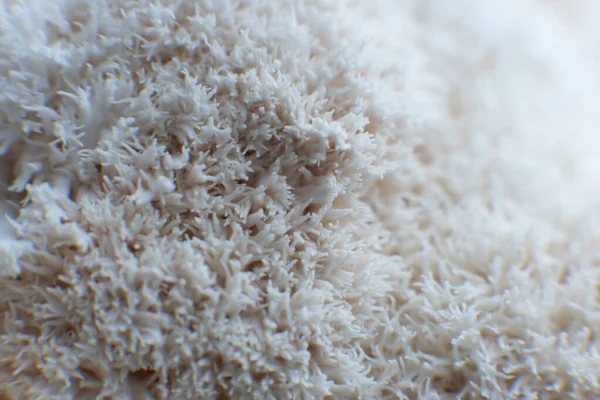 Rare Champignon Manifère Lion Comestible Hericium Erinaceus Pruikzwam Dans Forêt — Photo