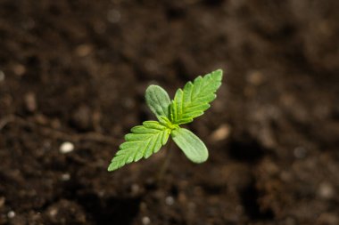 Yakın planda bulunan küçük bir bitki, bitki yetiştirme aşamasında güzel kenevir fideleri ekti. Bir arka plan, kapalı bir marihuanada, güneşin altında tıbbi amaçlar için.