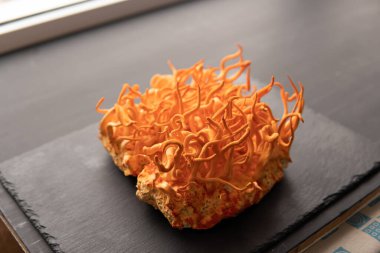 Cordyceps Askeri mantarı. Taze Cordyceps Cordycepin. Adenozin ile kordiseps tedavisi. Mantar insan sağlığı. Cordycepin kullanılıyor. Siyah arkaplan .