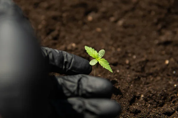 Tıbbi Amaçlar Için Marihuana Kapanıyor Kapalı Bir Alanda Bitki Yetiştirme — Stok fotoğraf