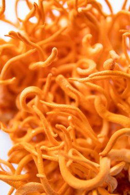 Taze Cordyceps Cordycepin. Dikey çekim. Mantar insan sağlığı. Adenozin ile kordiseps tedavisi. Cordycepin kullanılıyor. Beyaz arka plan. Cordyceps Askeri Mantar.