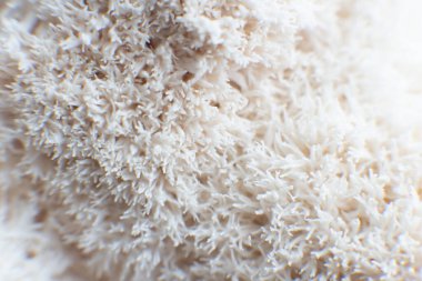 Beyaz arkaplanda izole edilmiş aslan yelesi mantarı..