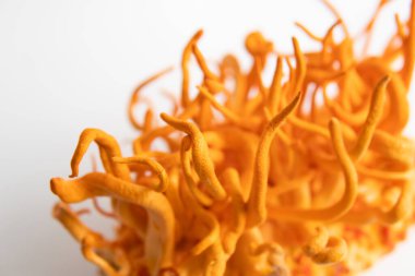 Adenozin tedavisi. Kordycepin kullanma konsepti. Beyaz arka plan. İnsan Sağlığı Mantarları. Taze Cordyceps. Askeri mantar..