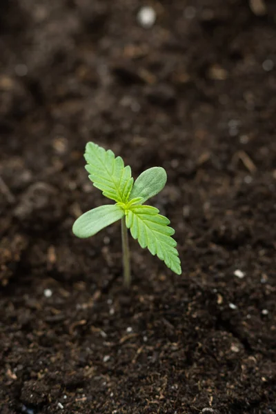 Uma pequena planta fechar maconha interior para fins médicos belas mudas de cannabis no estágio de vegetação plantada — Fotografia de Stock