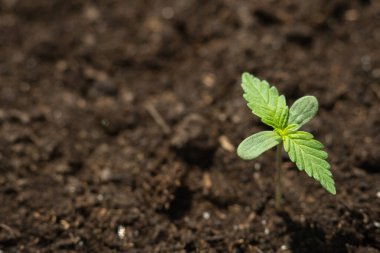 Toprağa yakın bir bitki ekildi. Güneş baskınları ekildi. Bir arka plan, güzel kenevir fideleri.