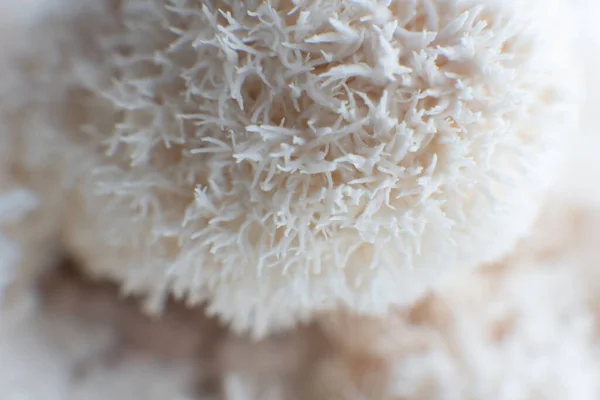 Hericium erinaceus mantar mantarı, sakallı diş mantarı.,