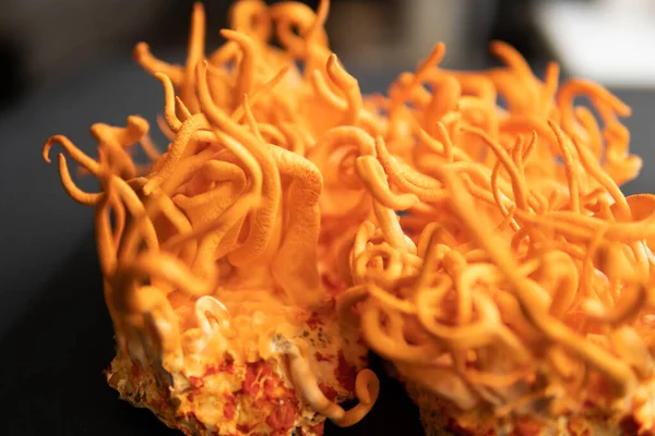 Mantar insan sağlığı. Adenozin ile kordiseps tedavisi. Cordyceps Askeri mantarı. Siyah arka plan. Cordycepin kullanılıyor. Taze Cordyceps Cordycepin .