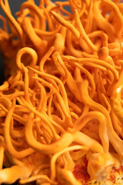 Behandeling Met Cordyceps Met Adenosine Schimmels Menselijke Gezondheid Zwarte Achtergrond — Stockfoto