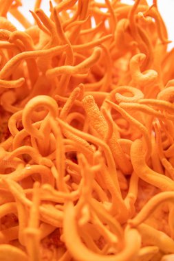 Taze Cordyceps Cordycepin. Cordyceps Askeri mantarı. Cordycepin kullanılıyor. Mantar insan sağlığı. Adenozin ile kordiseps tedavisi. Dikey çekim. Beyaz arkaplan.