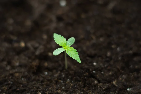 植生の段階での大麻の苗栽培の背景の太陽の下で地面に植えられた美しい医療目的のために屋内マリファナを閉じる小さな植物 — ストック写真