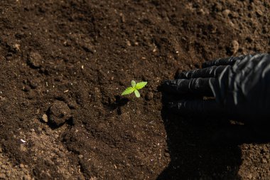 Tıbbi amaçlar için marihuana çok güzel. Küçük bir bitkisel kenevir tohumu.