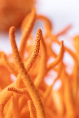 Adenozin tedavisi. Taze Cordyceps Cordycepin. Cordycepin Kullanımı .