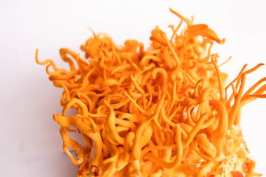 Kordycepin kullanıyorum. İnsan Sağlığı Mantarları. Adenozin tedavisi. Cordyceps Askeri mantarı. Beyaz arka plan. Taze Cordyceps.