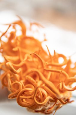 Elinde Cordyceps Askeri mantarı. Cordycepin kullanılıyor. Adenozin ile kordiseps tedavisi. Dikey çekim. Beyaz arka plan. Taze Cordyceps Cordycepin .