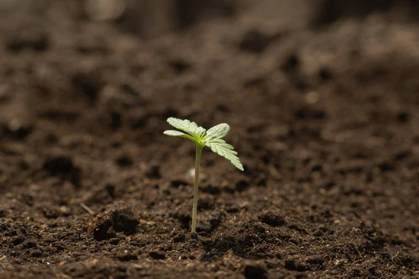 Liten Planta Nära Upp Vackra Planterade Marken Solen Ekeptioner Odling — Stockfoto