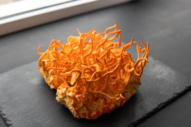 Cordyceps Askeri mantarı. Cordycepin kullanılıyor. Siyah arka plan. Taze Cordyceps Cordycepin. Adenozin ile kordiseps tedavisi. Mantar İnsan Sağlığı.