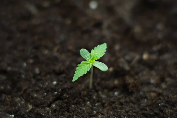 Inomhus Marijuana För Medicinska Ändamål Vacker Planteras Marken Solen Mottagningar — Stockfoto