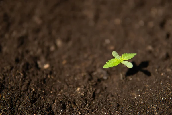 地上に植えられた医療目的のために屋内マリファナの植生の段階で小さな植物大麻の苗 — ストック写真
